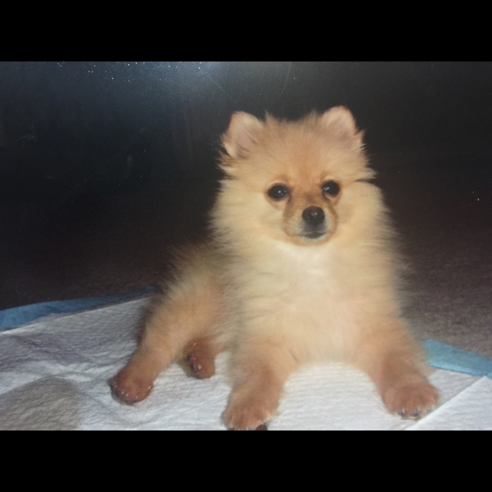 Meet your Posher, Monica